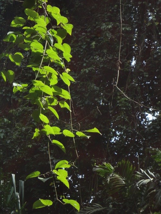 green leaves on a background of dark forest