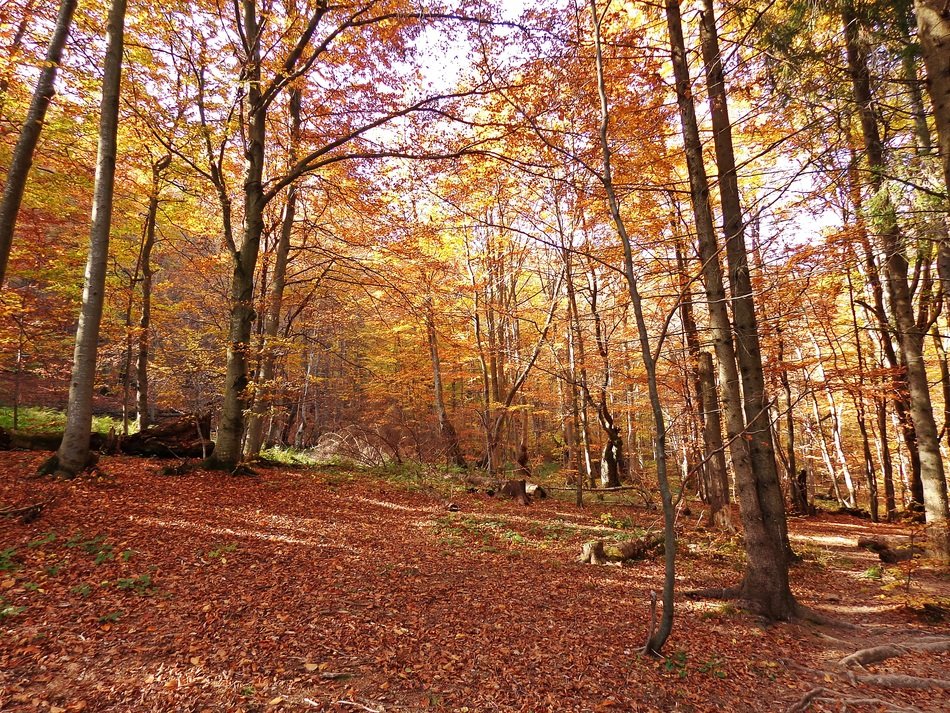 Beautiful forest in Poland in the fall