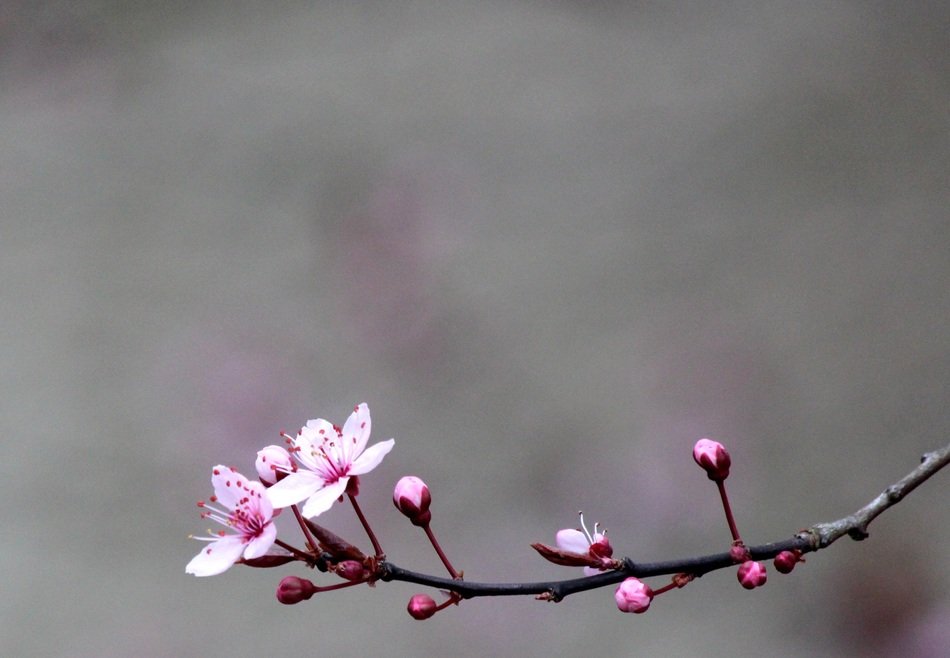 red blossom of the cherry tree