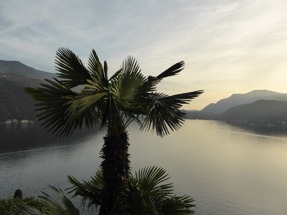 palm tree by the lake in Switzerland