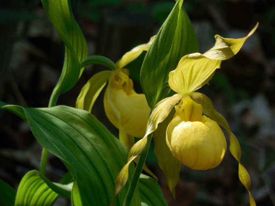 irresistible lady s slipper orchid