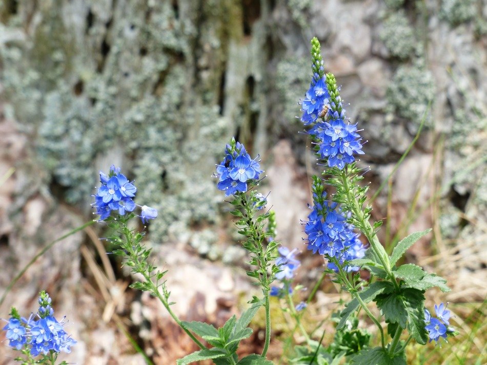 large speedwell flowers