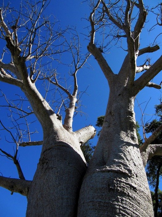 Large baobab trees