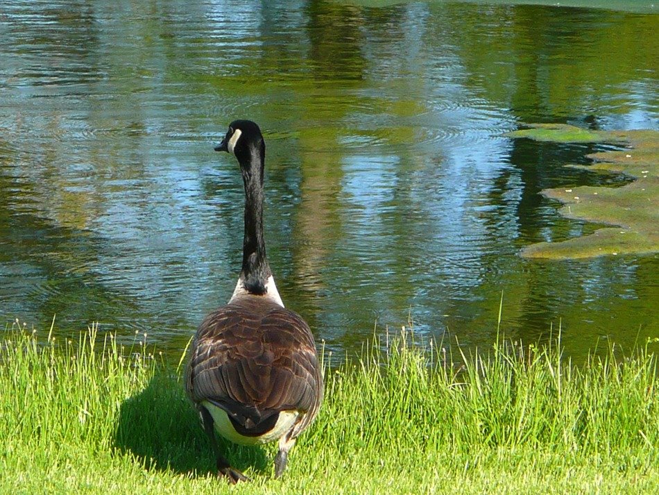 beautiful and delightful canada goose