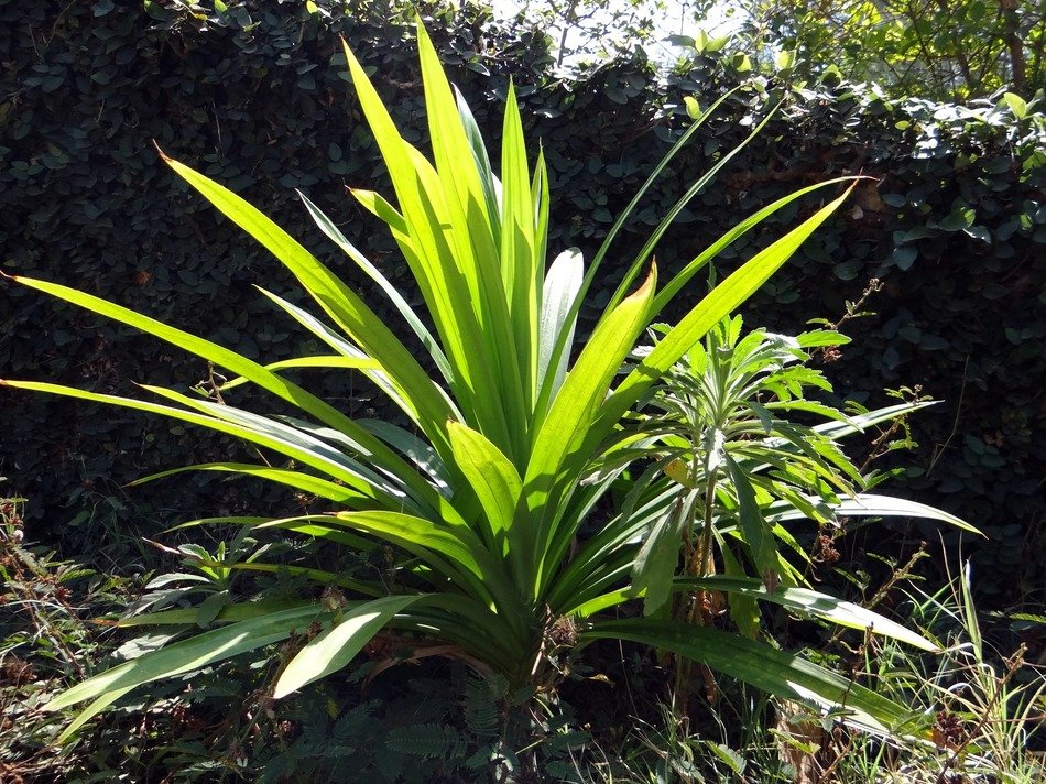 pandanus amaryllifolius bush