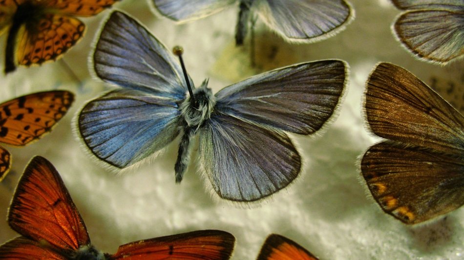 butterfly blue drawing