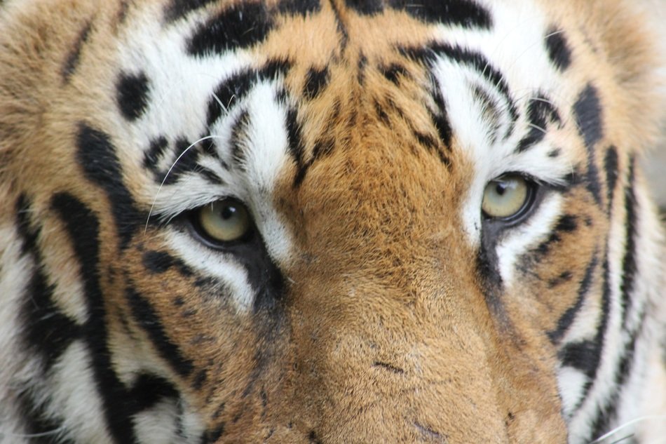Face of the tiger
