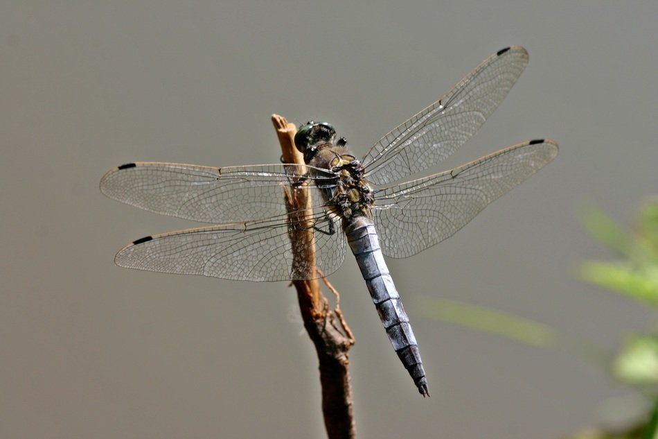 Sailing dragonfly on the branch