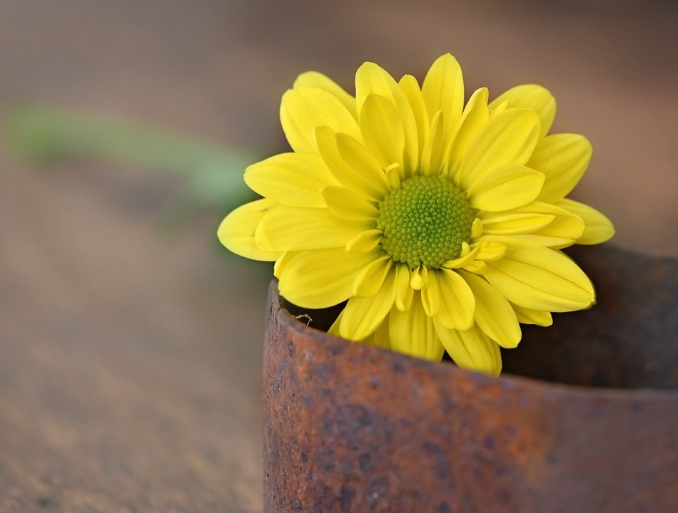 yellow flower in the iron pot