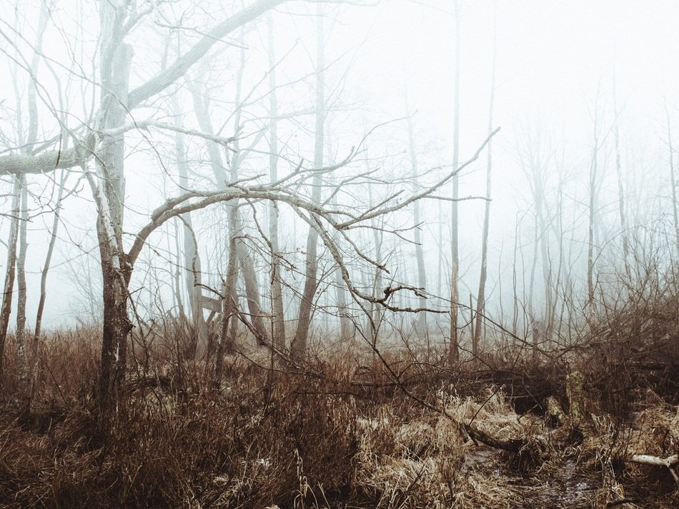 fog in the dry forest