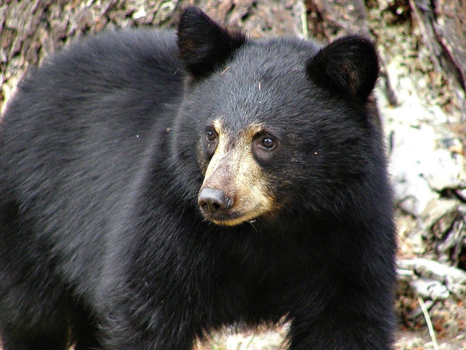 black bear on the shore of Canim lake