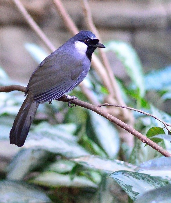 blue on a branch in wildlife