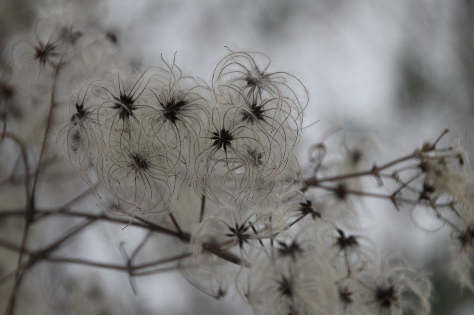 winter vegetation in snow
