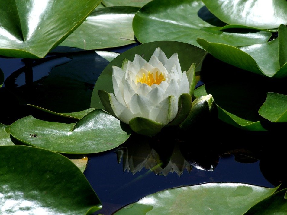 Lotus flower in pond, sudpark, dusseldorf