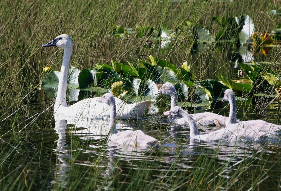 trumpeter swans and chicks in the pond