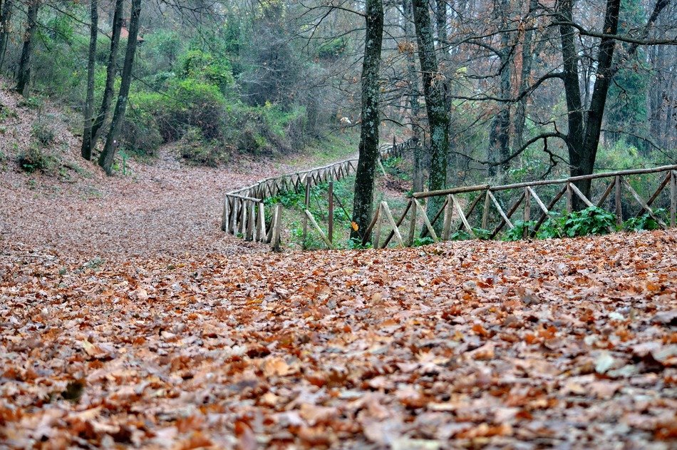 brown autumn leaves on an alley in the forest