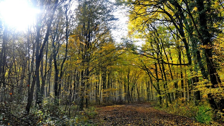 Panoramic Picture of autumn forest