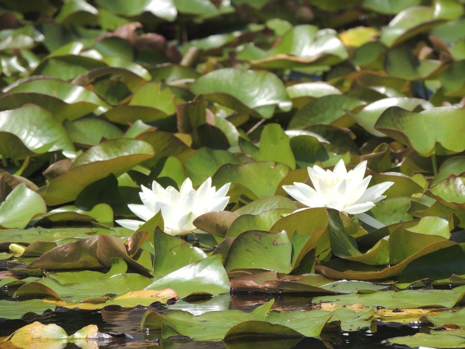 white aquatic flowers