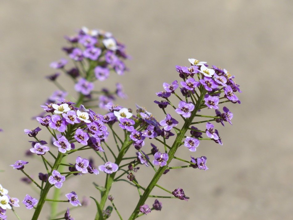 purple doldiger cress