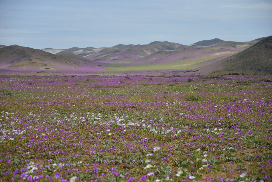 beautiful flowering hills