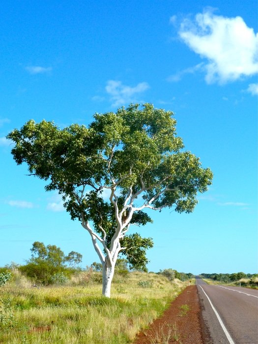 green eucalyptus by the road