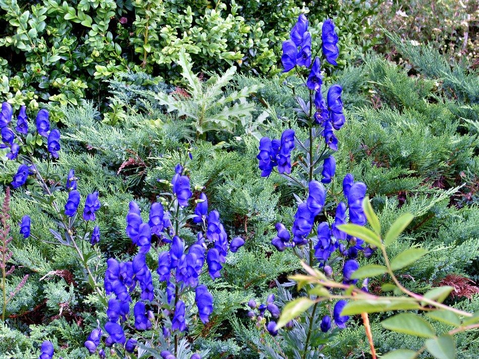 blue cornflowers in the forest
