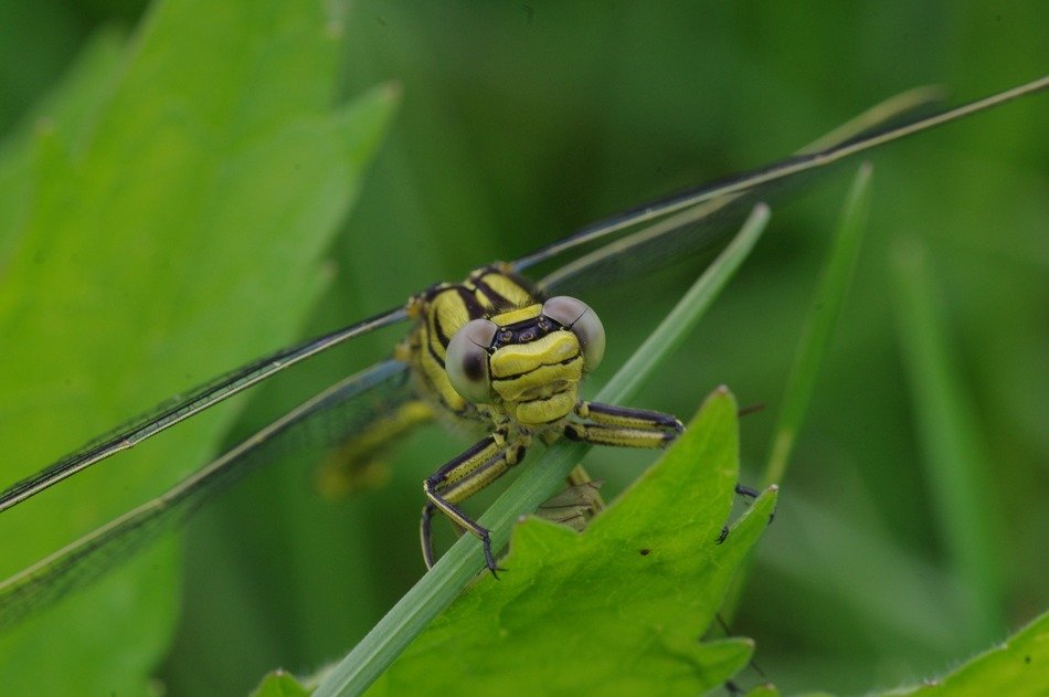 macro picture of the yellow dragonfly