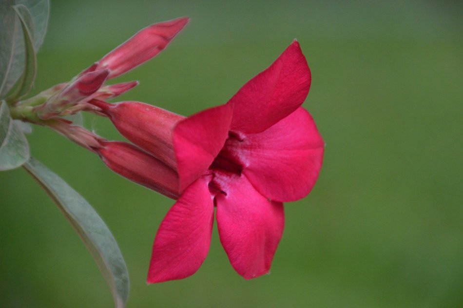Macro photo of the beautiful pink and red flower