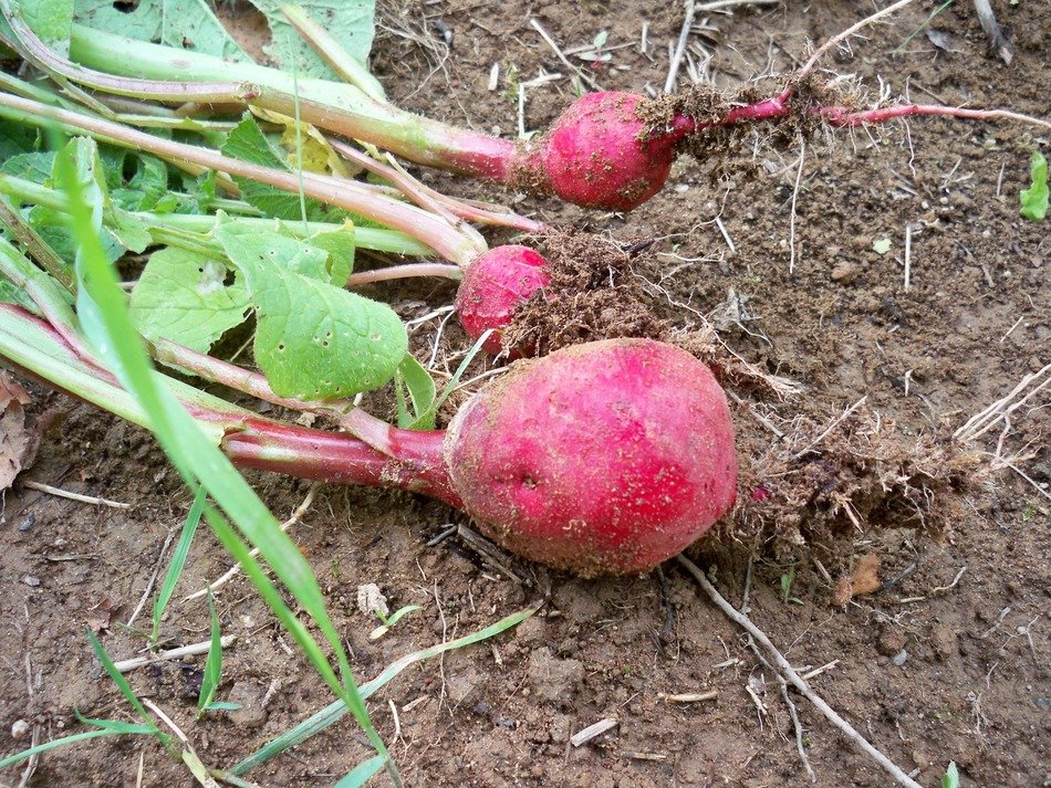 just harvested radishes