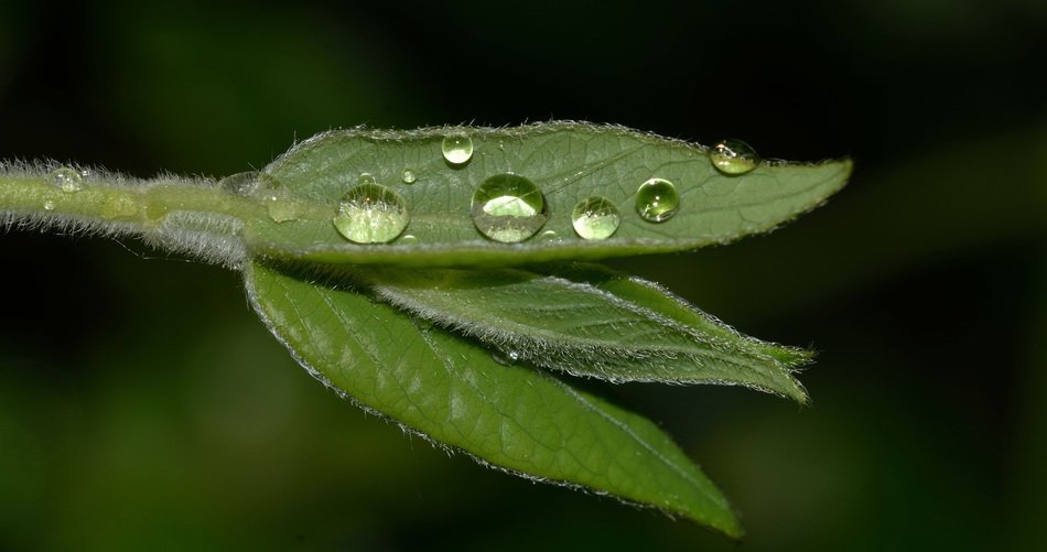 sprout in water drops