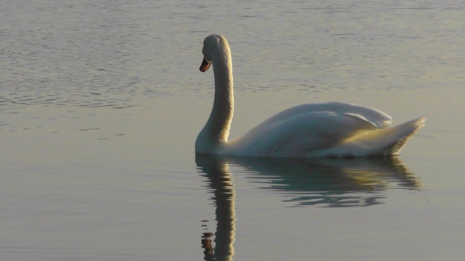white swan on still water