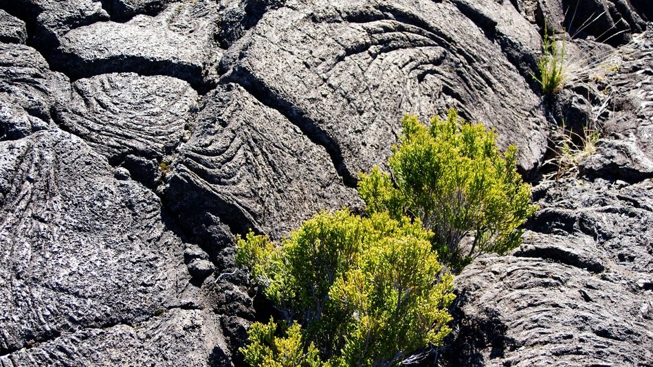 lava flow bush