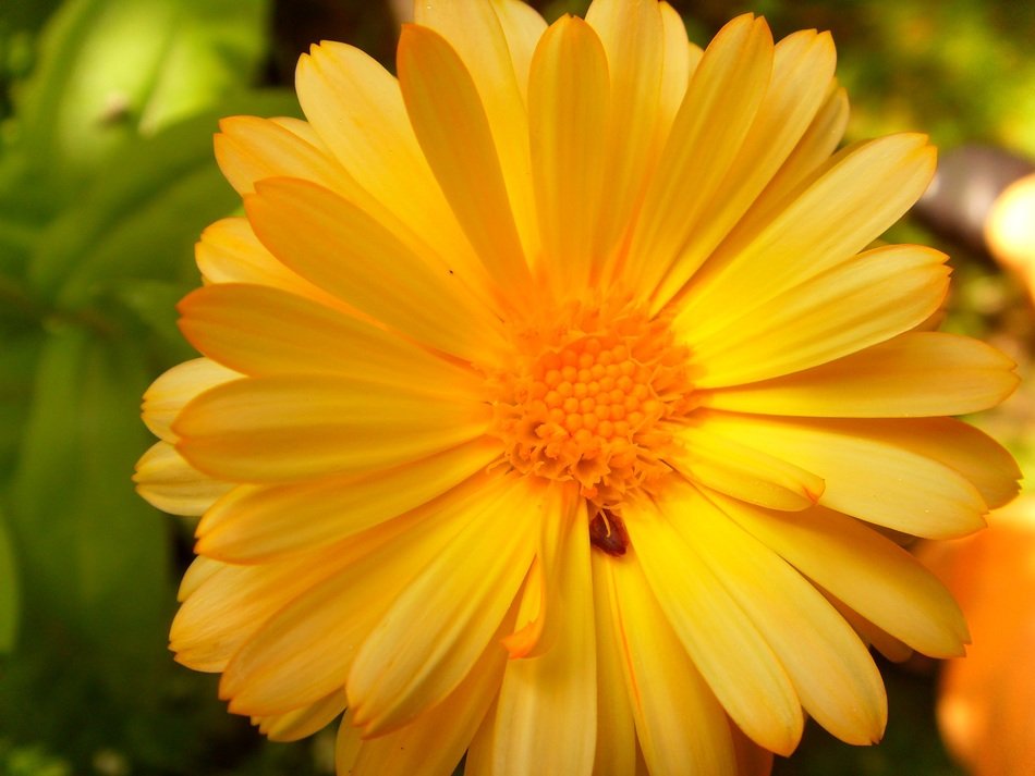 Beautiful blooming flowers in the garden