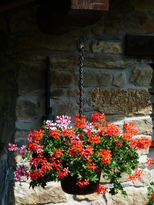 red and pink geranium in a pot hanging on the balcony