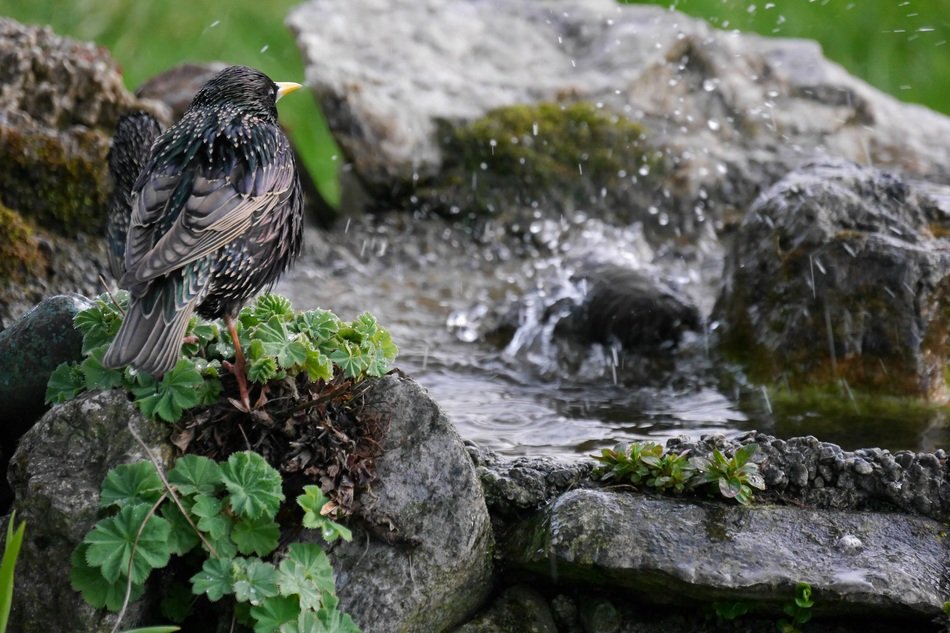 star bird bath nature water