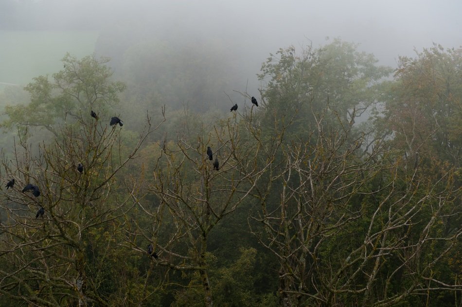 crows in the forest in the fog