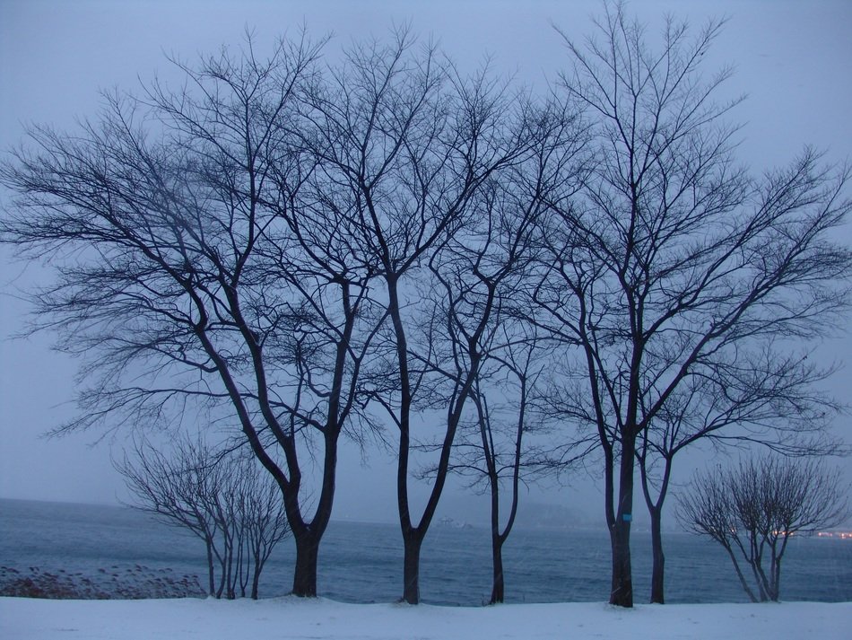 winter wood landscape