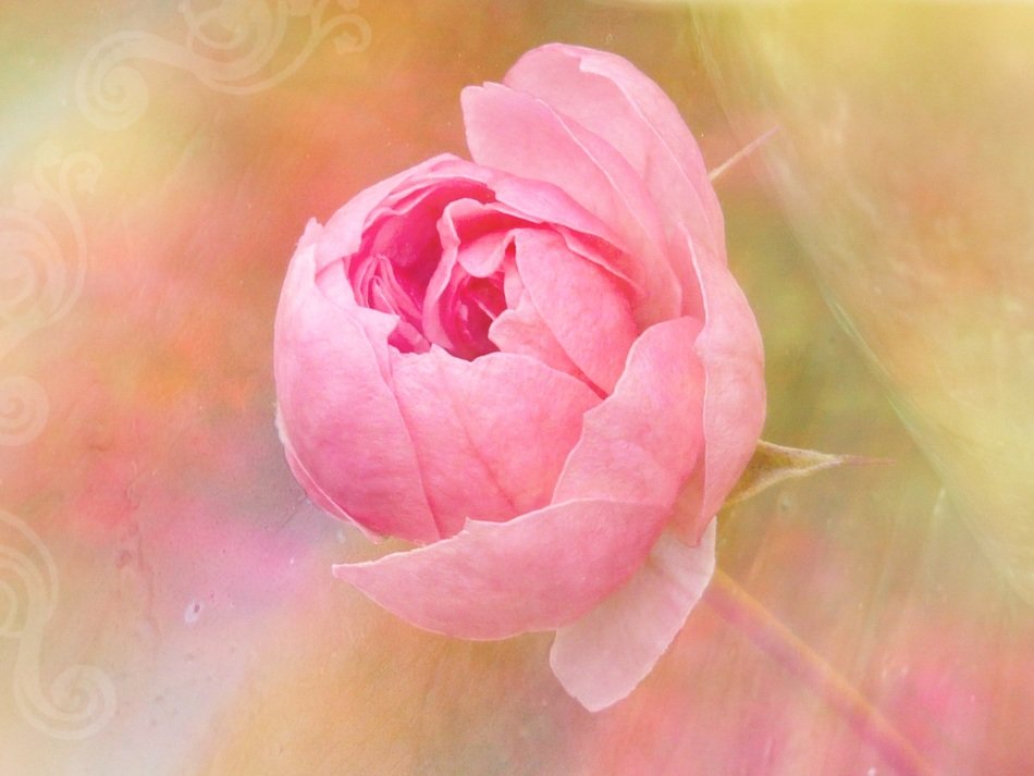 drawn pink rose on a colorful background