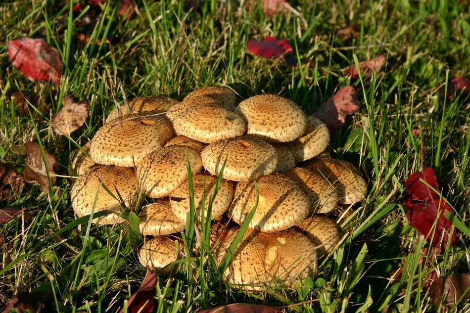 Picture of the wild armillaria mellea mushrooms