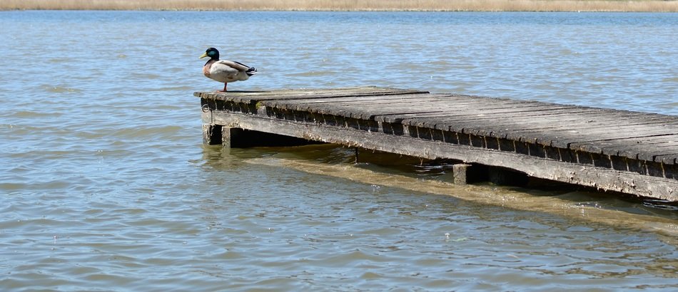 duck on the boardwalk