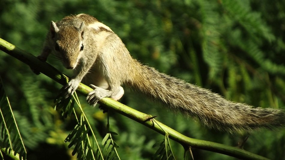 Beautiful cute squirrel on the tree