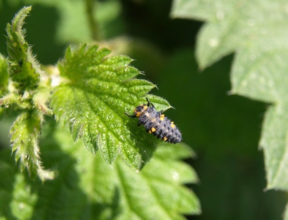 beetle larvae on the nettle close-up on blurred background