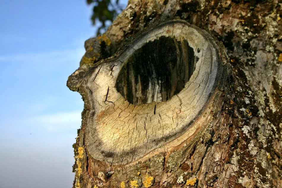 hole in the tree close-up