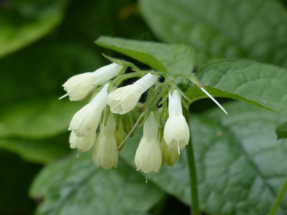 wild white caucasian comfrey blossoms