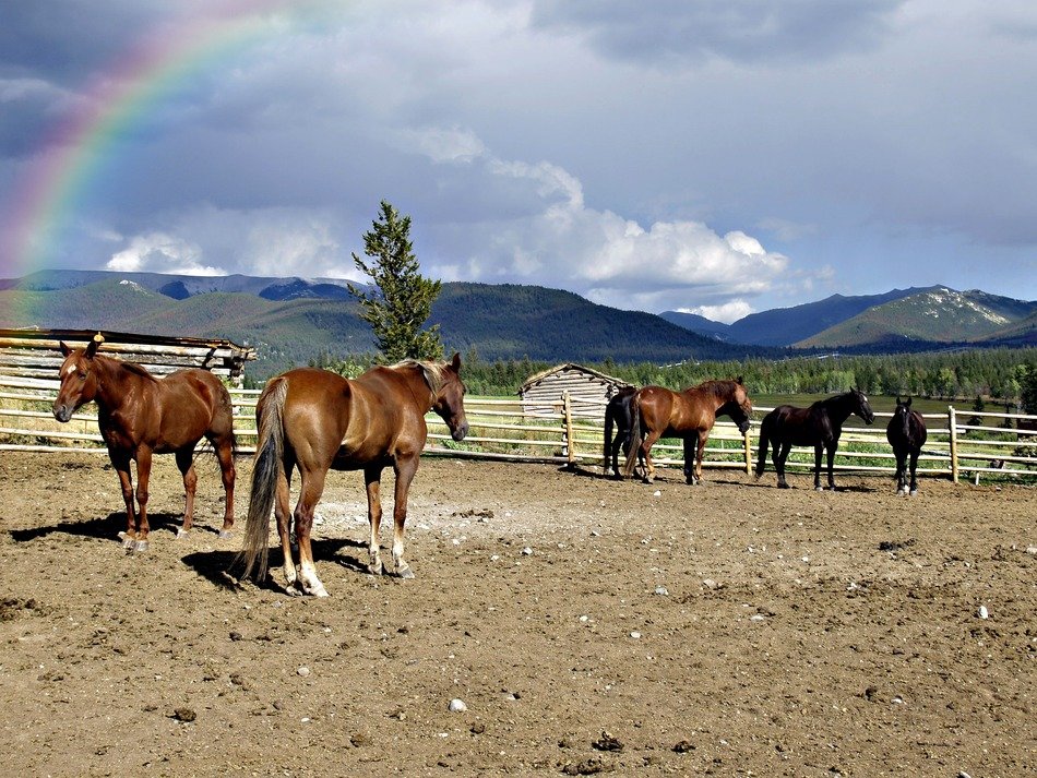 noble horses on a rainbow background