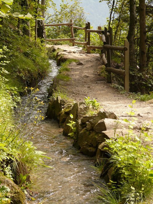 walking path with wooden railing along brook in forest with colorful plants