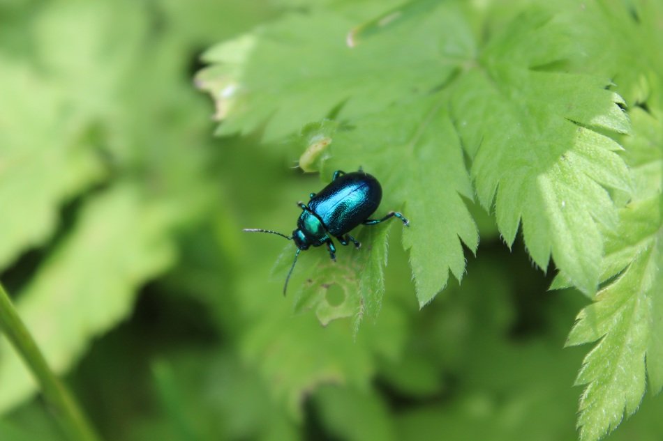 iridescent wild bug
