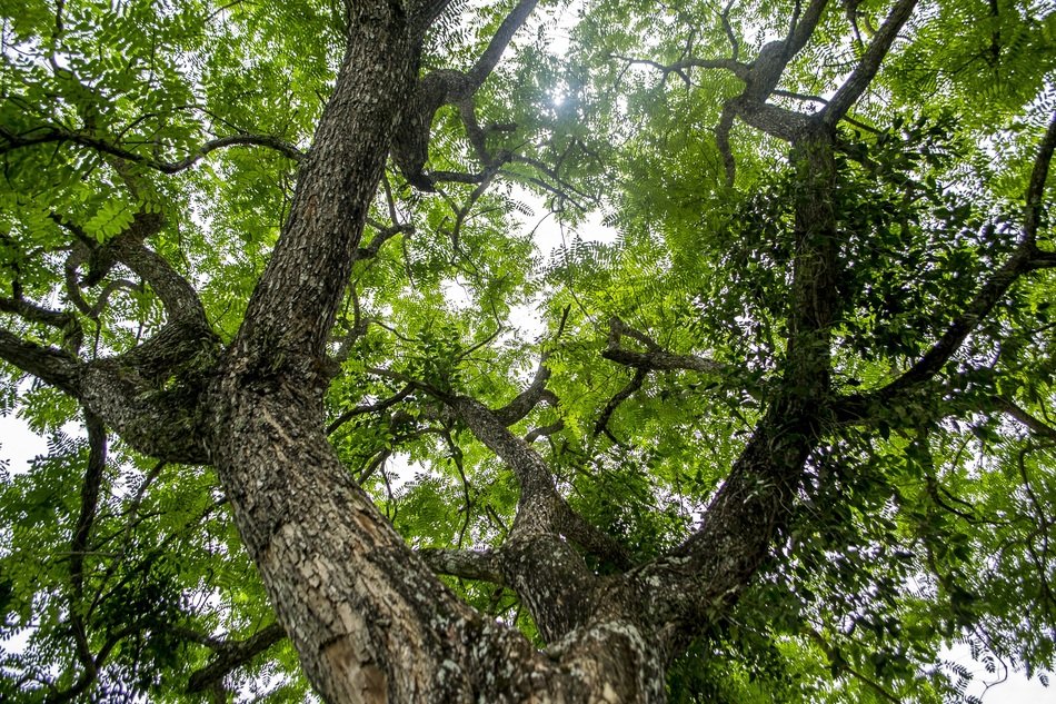 Picture of the green high tree