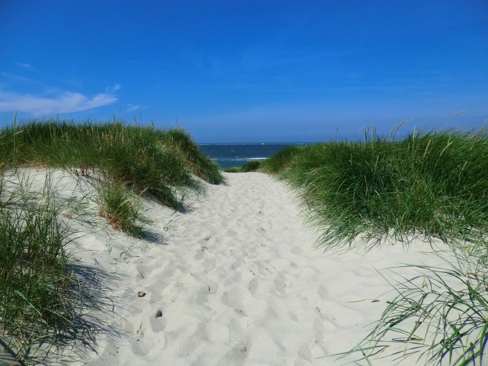 green grass on the sandy coast in Sylt