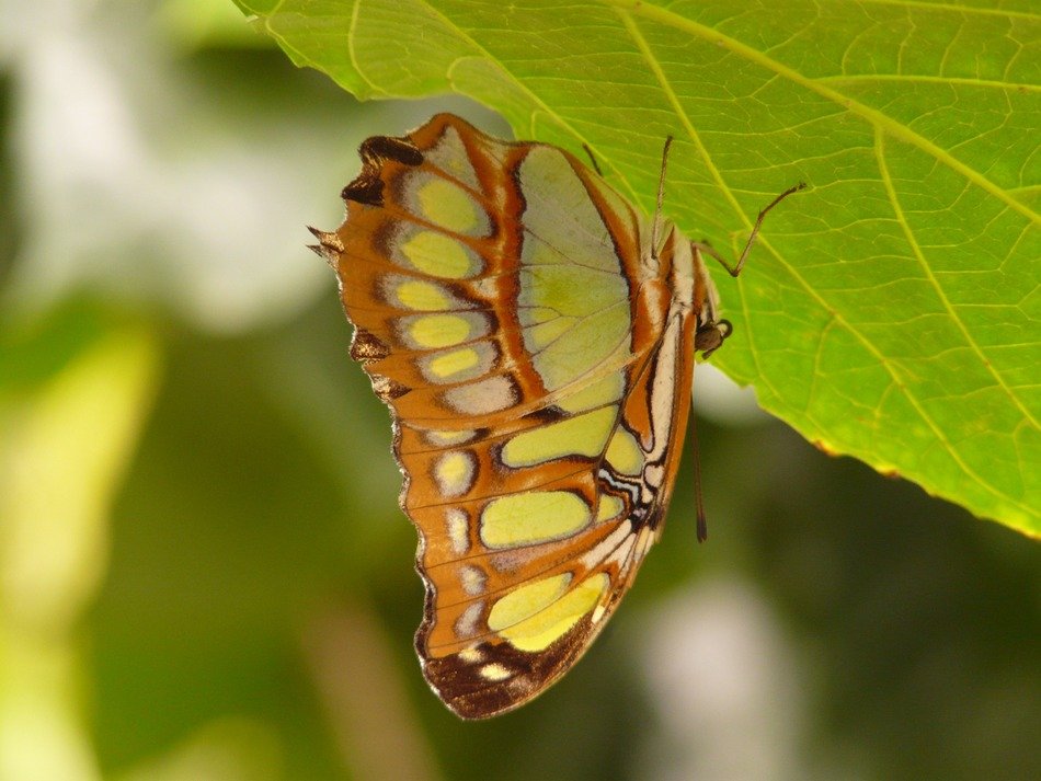 malachite butterfly on a bright green leaf